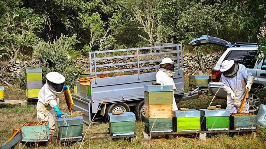 Las explotaciones de colmenas de abejas en Euskadi estarán a más