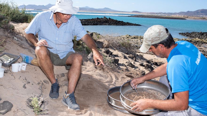 Archaeological work resumes at the Lobos I Roman site with the fifth excavation