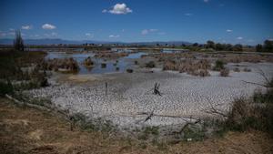 La falta d’aigua obliga els flamencs del delta de l’Ebre a ‘exiliar-se’ a l’Albufera de València