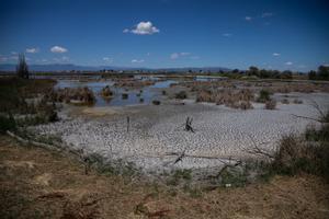 La falta d’aigua obliga els flamencs del delta de l’Ebre a ‘exiliar-se’ a l’Albufera de València