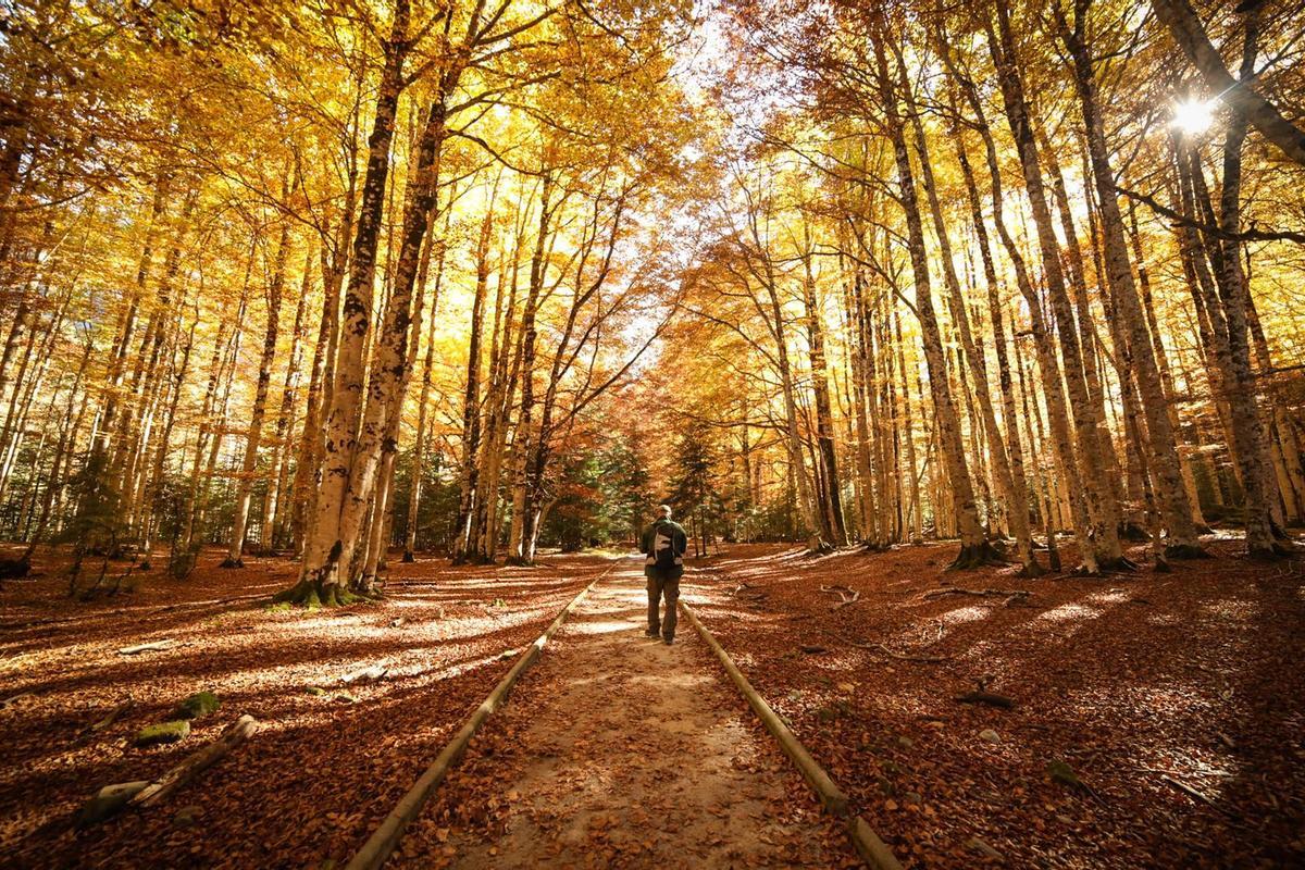 El dorado protagoniza los bosques oscenses