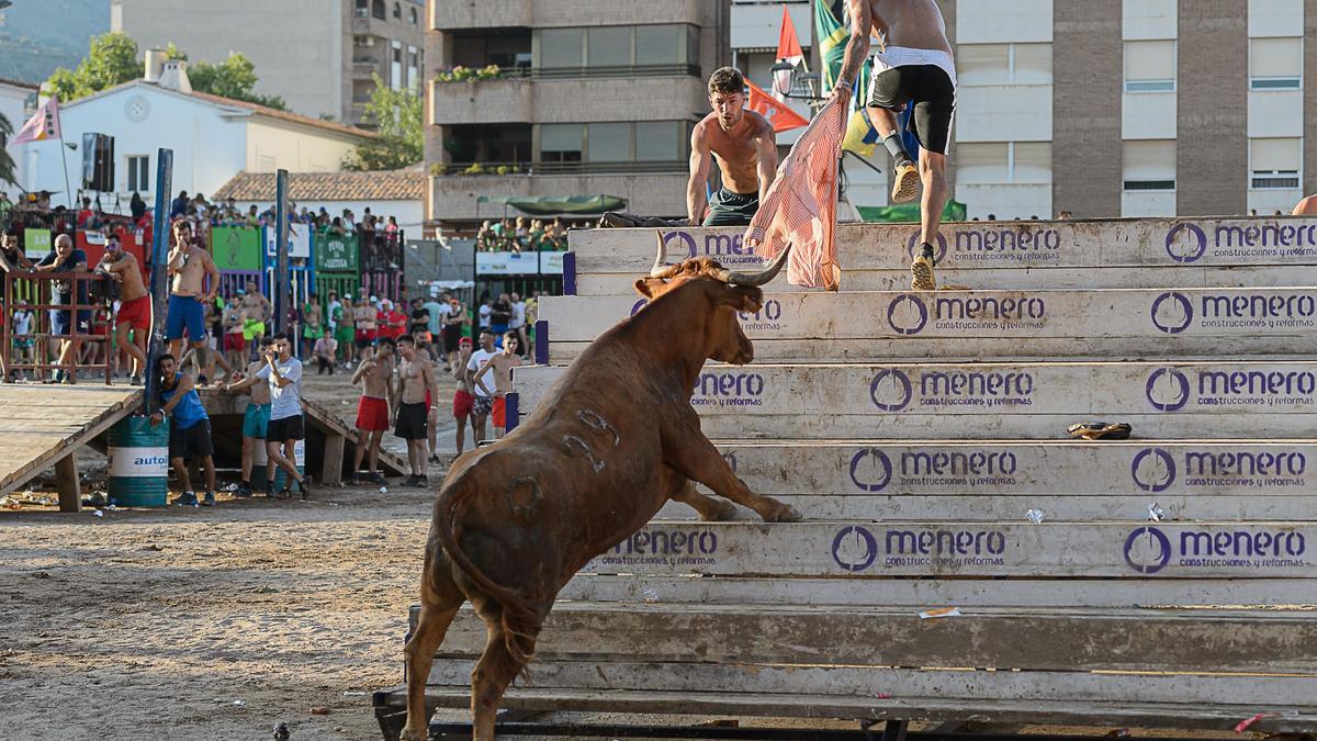 Una de las vacas de La Paloma en pleno concurso.