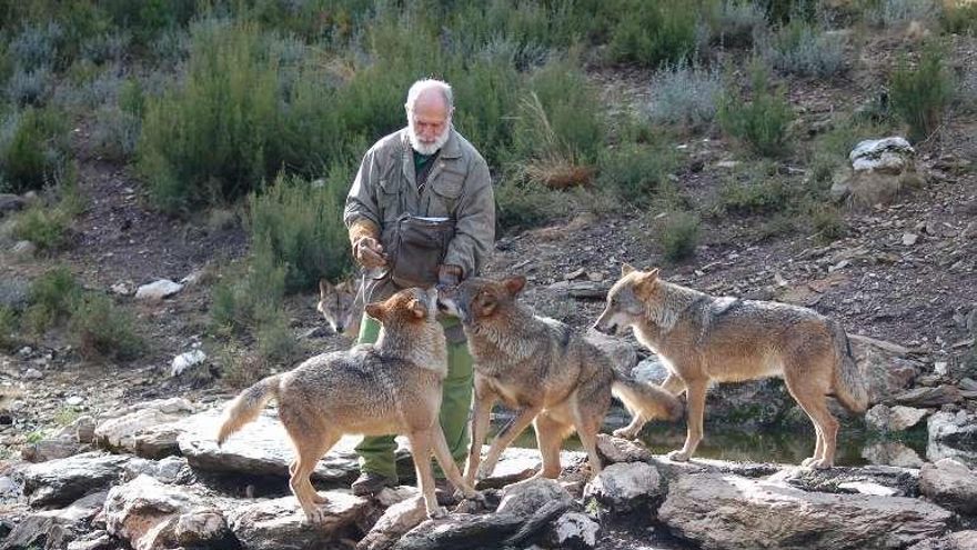 El biólogo Carlos Sanz con tres de los lobos de centro.