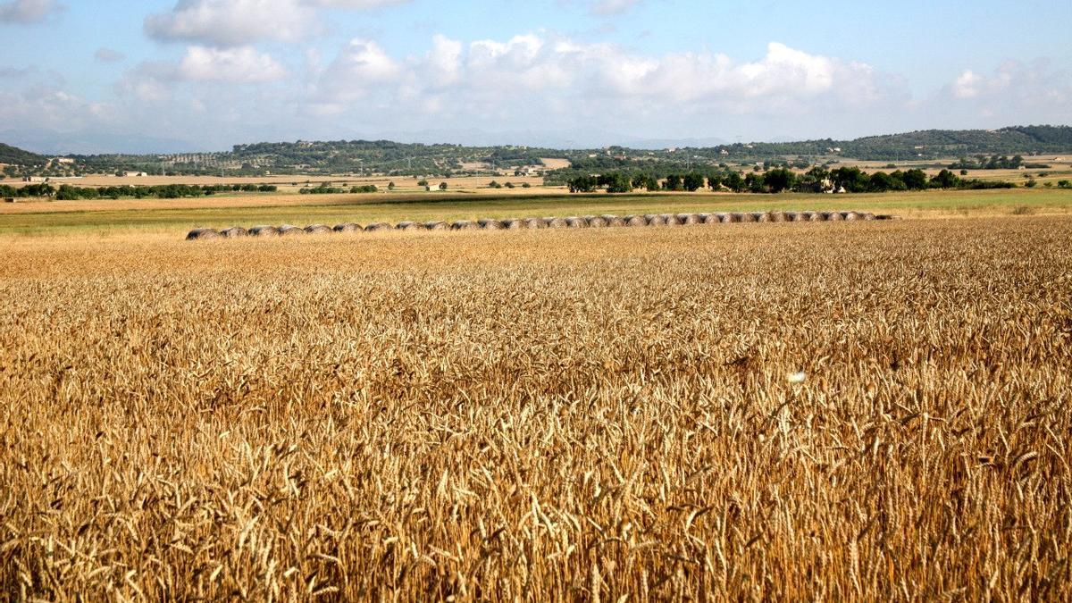 Agricultura abona 800.000 euros en ayudas a los ganaderos por la sequía