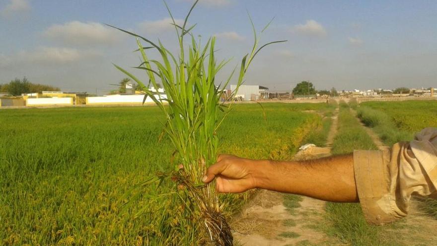 Varios ejemplares de Leersia oryzoides en un arrozal de Sueca