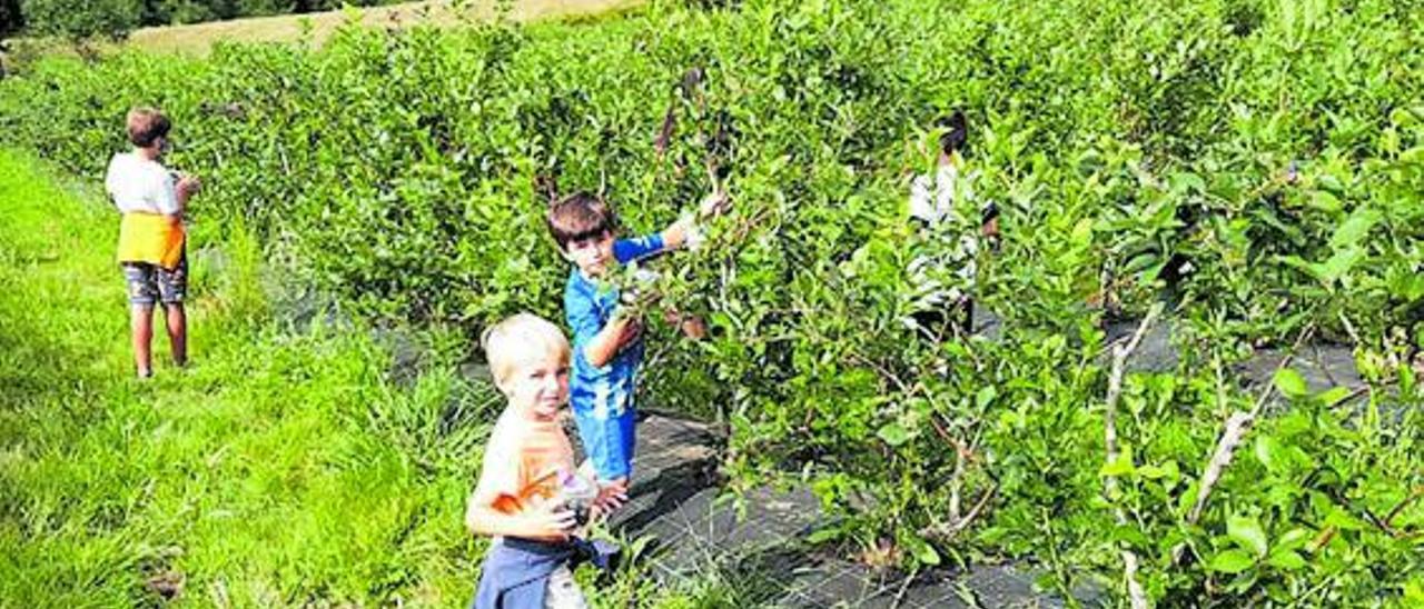 Niños recogiendo arándanos en la plantación de Agroberries El Portal, en Villaviciosa, durante una de las visitas guiadas que ofertan al público para conocer el cultivo. | Agroberries El Portal