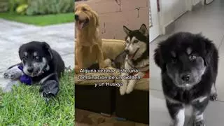 El cruce entre Golden Retriever y Husky que se ha hecho viral en TikTok
