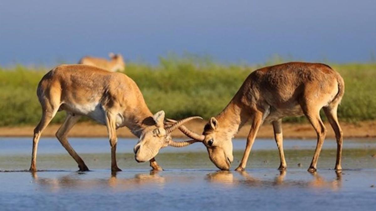 amadridejos33595000 dos ejemplares de ant lope saiga en la estepa de k160419120922