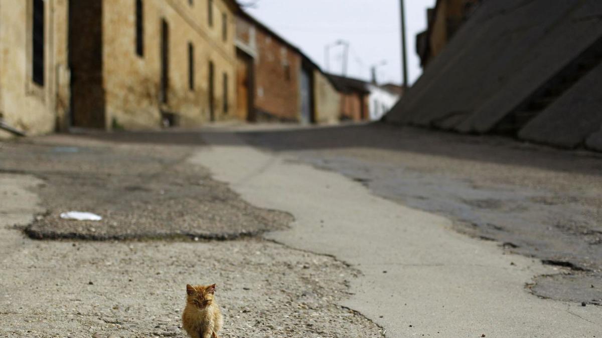 Un gato en las calles vacías de Peleas de Abajo. | S. V.