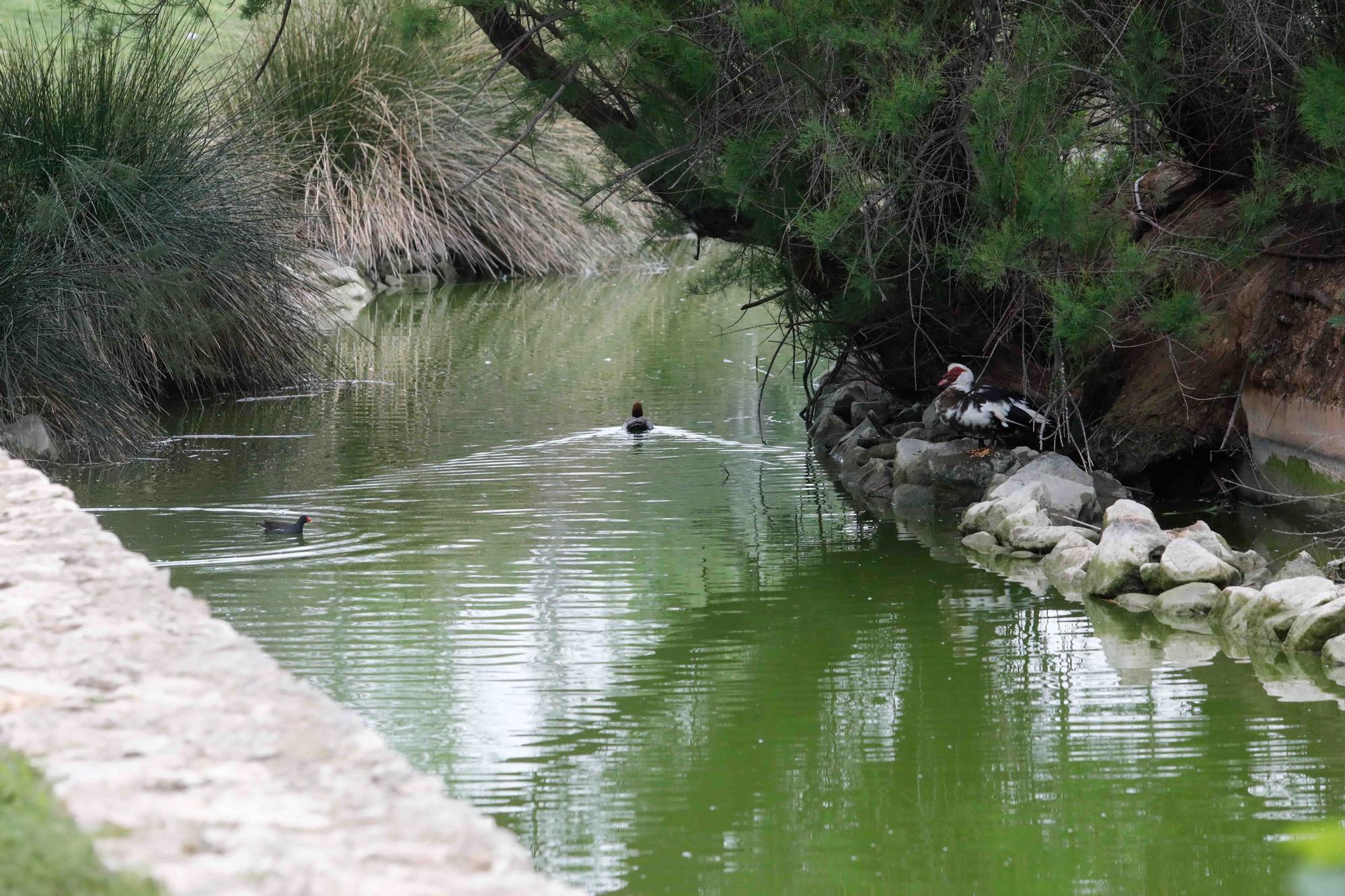 Agua teñida de verde en el Parque de Cabecera