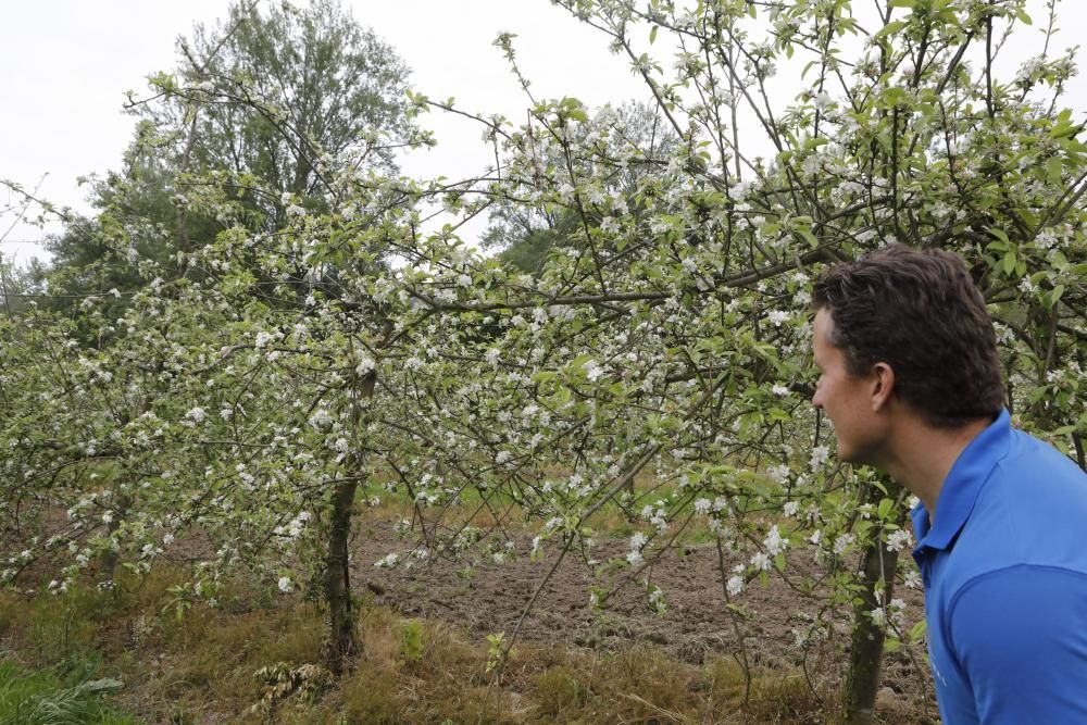 Manzanos en flor en Serín