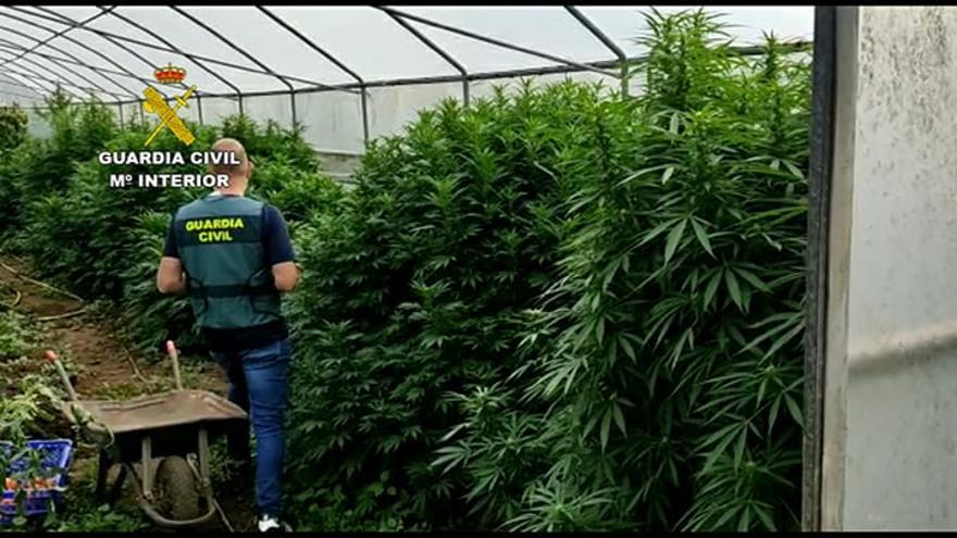 Plantación de cannabis localizada por la Guardia Civil en A Pobra.