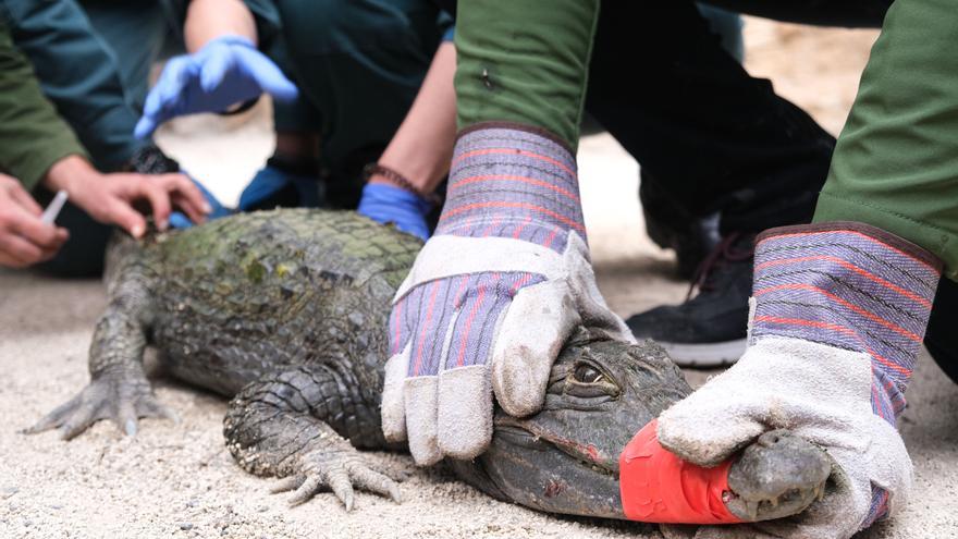 La Guardia Civil incauta un caimán en un chalet de Sax y lo traslada al Safari de Elche