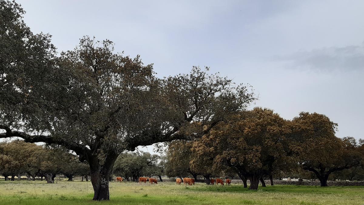 Ejemplares de vacuno en dehesa.