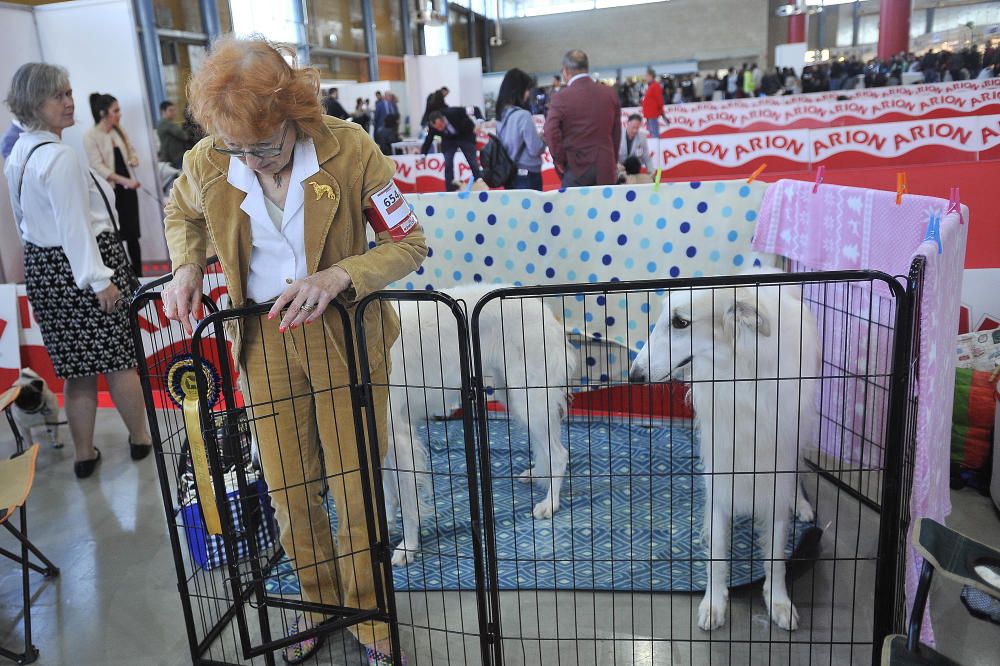 Las mejores imágenes de Expocachorro 2018 en IFA