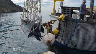 Liberan 30 mantarrayas capturadas accidentalmente por la Almadraba de La Azohía