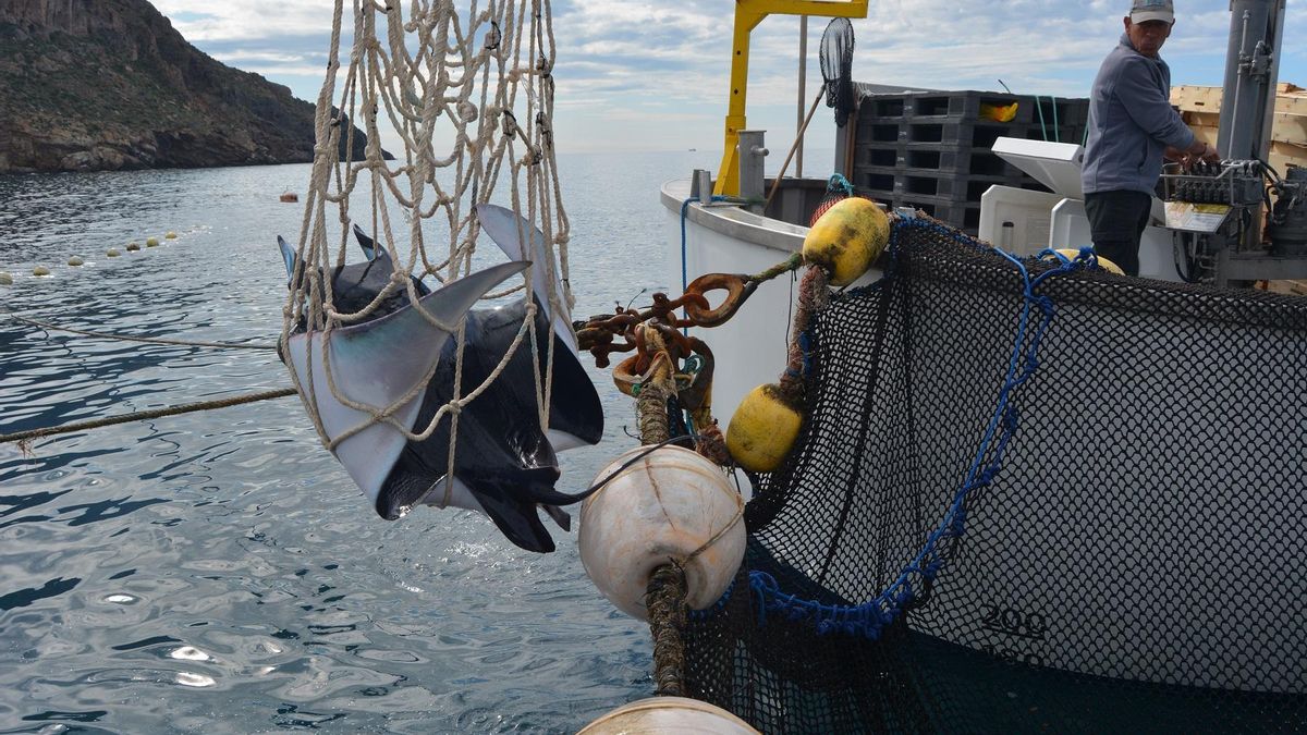 Una de las mantarrayas liberadas en la costa murciana por Anse