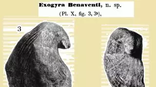 Quatretonda fa valdre els seus tresors geològics