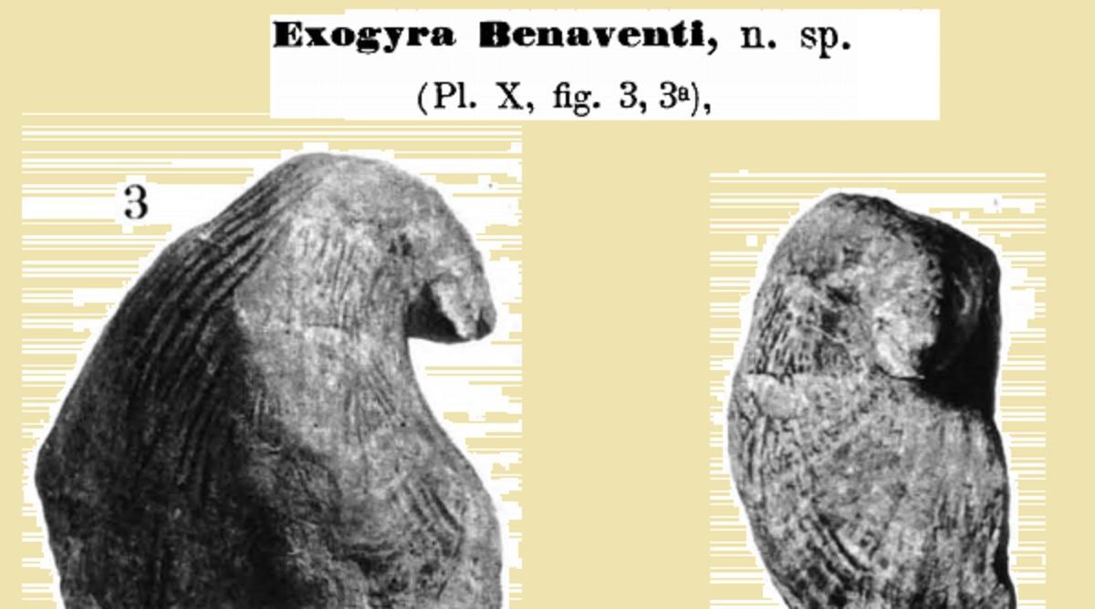 El fósil Exogyra Benaventi, descubierto en Quatretonda en el siglo XIX.