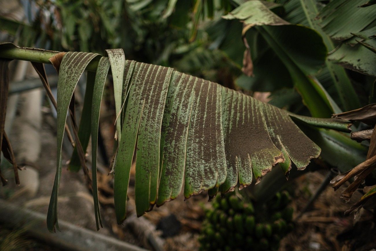 Agricultores recogen los plátanos de sus fincas llenas de ceniza del volcán en erupción en La Palma