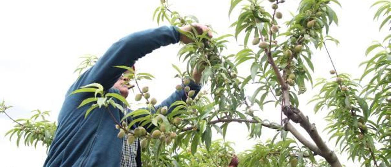 Un agricultor aclara sus melocotones, aún verdes, en un campo próximo a Quatretonda.