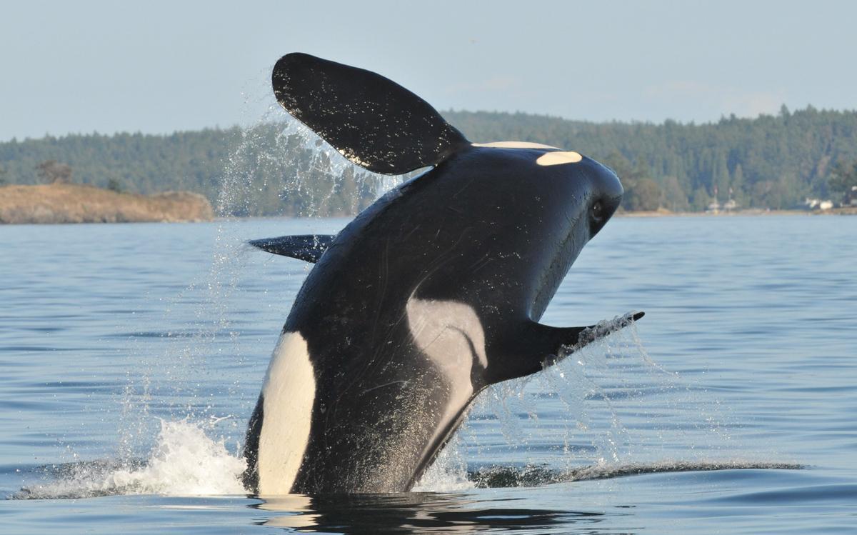 Una orca en pleno juego.