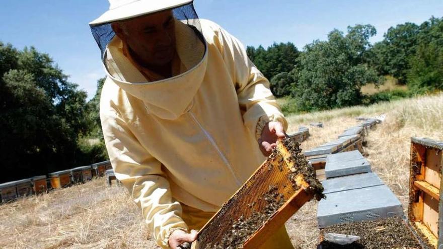 Un apicultor trashumante de Salamanca descubre abejas muertas en las colmenas que instaló en San Vitero.