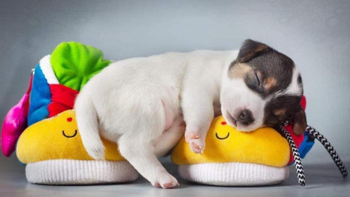 6 comportamientos de tu perro y el significado de sus acciones.