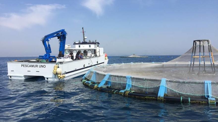 Una nueva forma de sacrificio reduce el sufrimiento de los peces criados en granjas