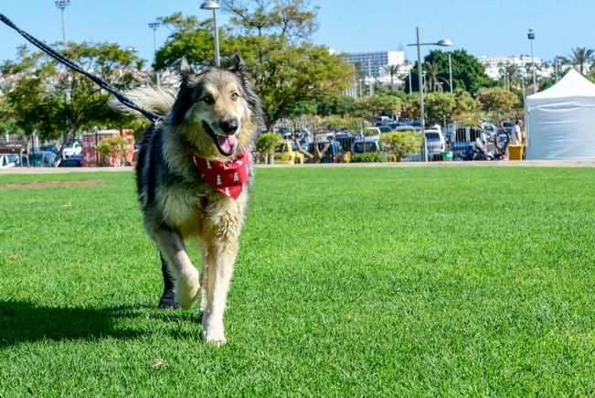 10/12/2016 MASPALOMAS. Feria de Mascotas Maspalomas 2016.Foto: SABRINA CEBALLOS