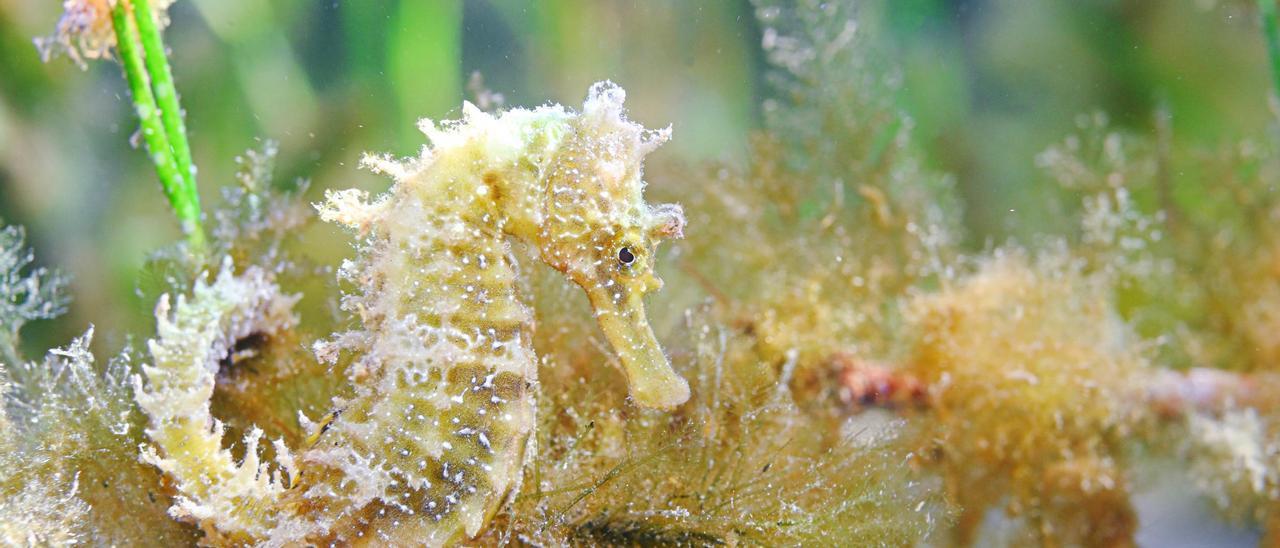 Un caballito de mar reproductor en el Mar Menor