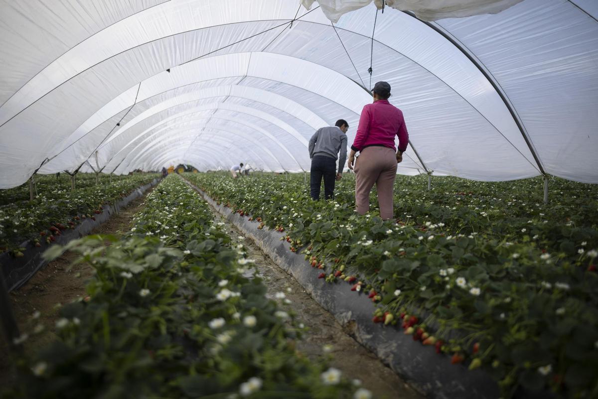 Explotación agrícola en Moguer dedicada al cultivo de fresa afectada por temporal