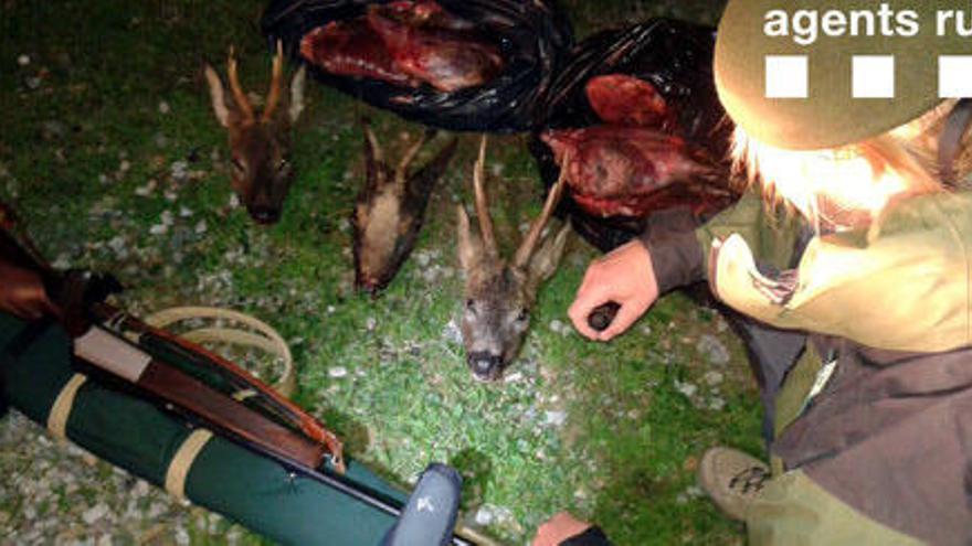 Les restes de l&#039;animal i l&#039;arma confiscada al caçador.