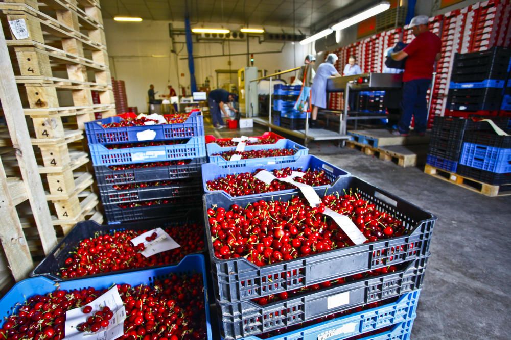 Cooperativa de cerezas de Planes