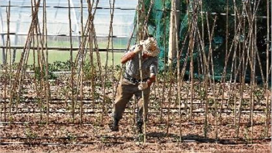 Pagès hortolà a Manresa. Entre els cursos realitzats per l&#039;entitat hi ha el de l&#039;hort ecològic d&#039;autoconsum