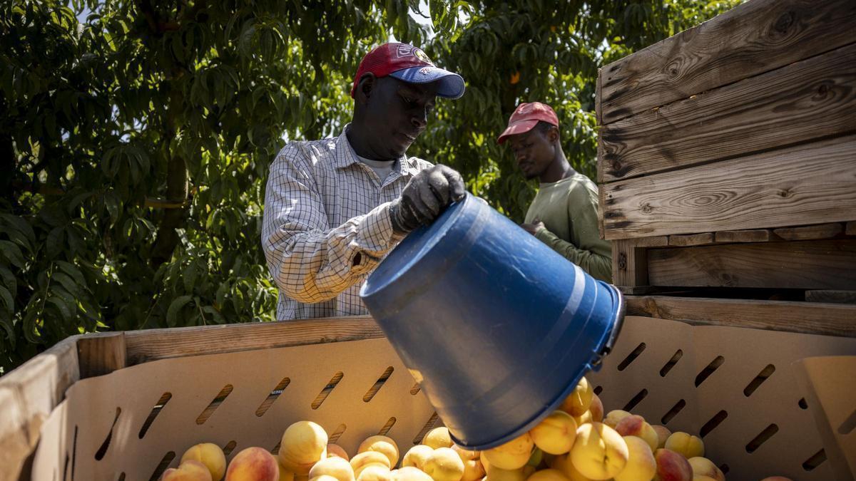 Varios trabajadores de origen africano en la pasada campaña de recogida de fruta de hueso en la localidad oscense de Fraga (Bajo Cinca).
