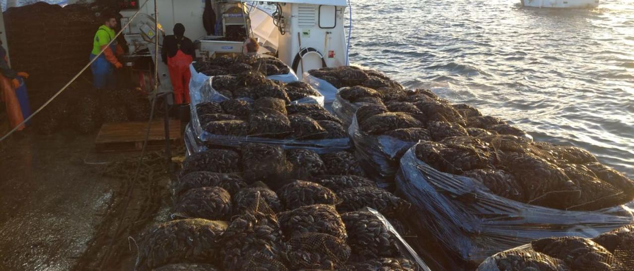 Un barco repleto de sacos de mejillón cultivado en Arousa y destinado a depuradoras de Valencia.