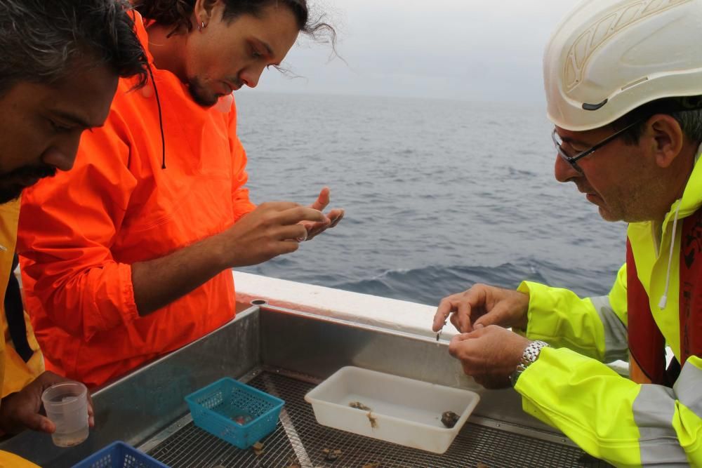 Doce científicos estudian los montes submarinos de Ibiza y Formentera