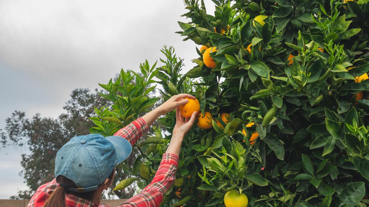 Cultivo sostenible: ¿Cómo será el agricultor del futuro?