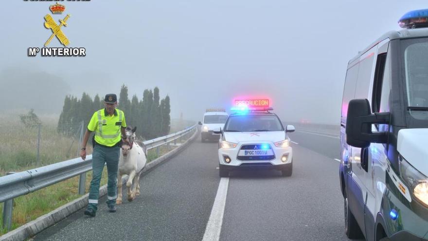 Momento en el que se localizó el poni, en la AP-53 firma