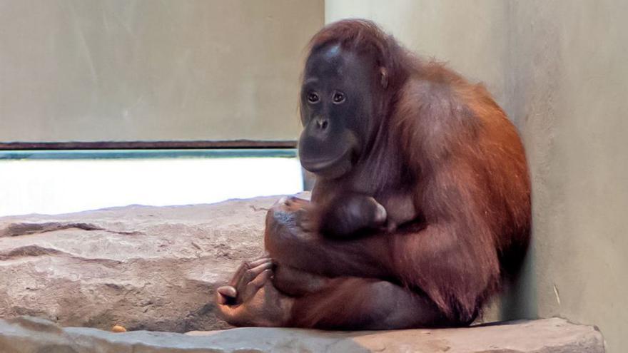 Zoo de Barcelona Neix un nou orangutan de Borneo