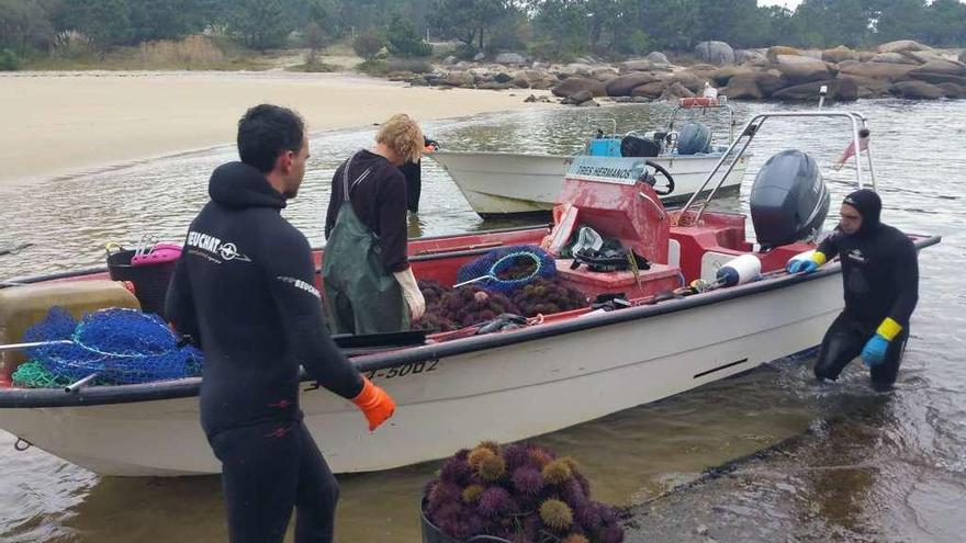 Descarga de erizo de mar en San Vicente de O Grove. // FdV