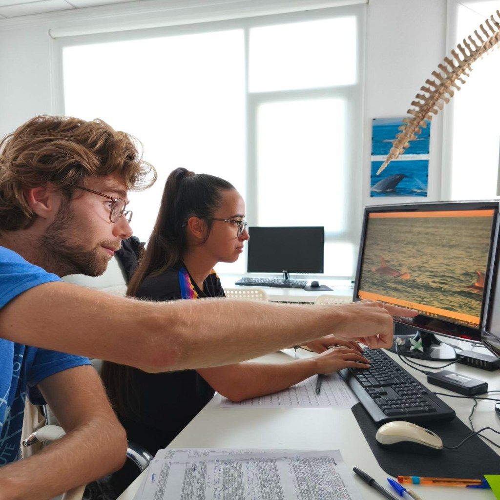 Biólogos, doctores y estudiantes del BDRI hacen un estrecho seguimiento de los mamíferos marinos en las rías de Vigo, Pontevedra y Arousa.