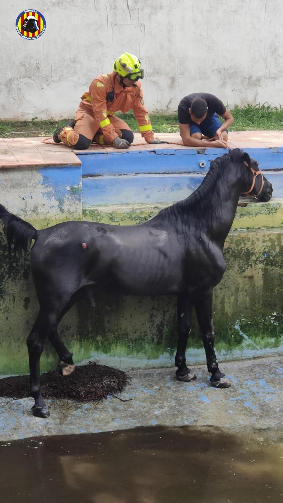 Los bomberos rescatan a un caballo que cayó en una piscina en Bétera