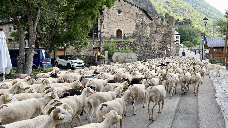 Vídeo | Ramaders de l&#039;Alt Pirineu agrupen el seu bestiar en quatre grans ramats per prevenir atacs d&#039;ossos