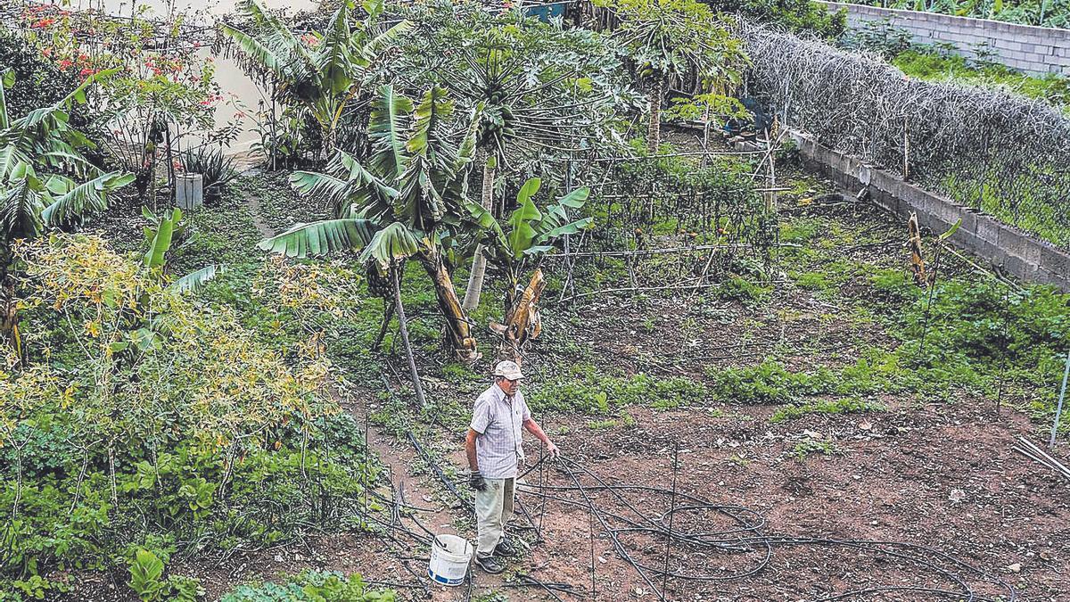 Un agricultor trabaja en su finca del municipio grancanario de Arucas.