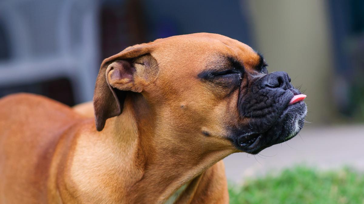 Es peligroso si mi perro no para de estornudar?
