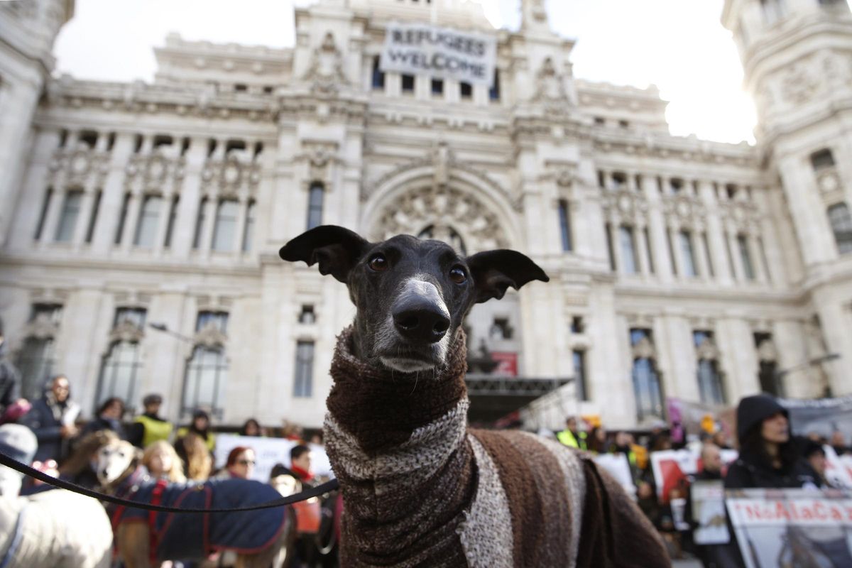 Los galgos son una de las razas más abandonadas en la Comunidad de Madrid.