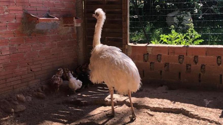 El Tete és un animal molt conegut per tot el poble