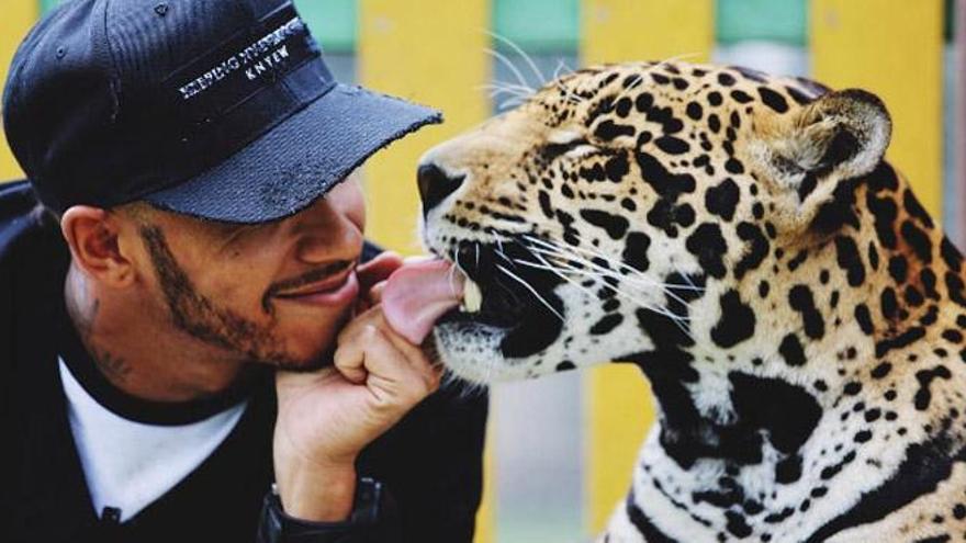 Lewis Hamilton juega con leones, tigres y guepardos